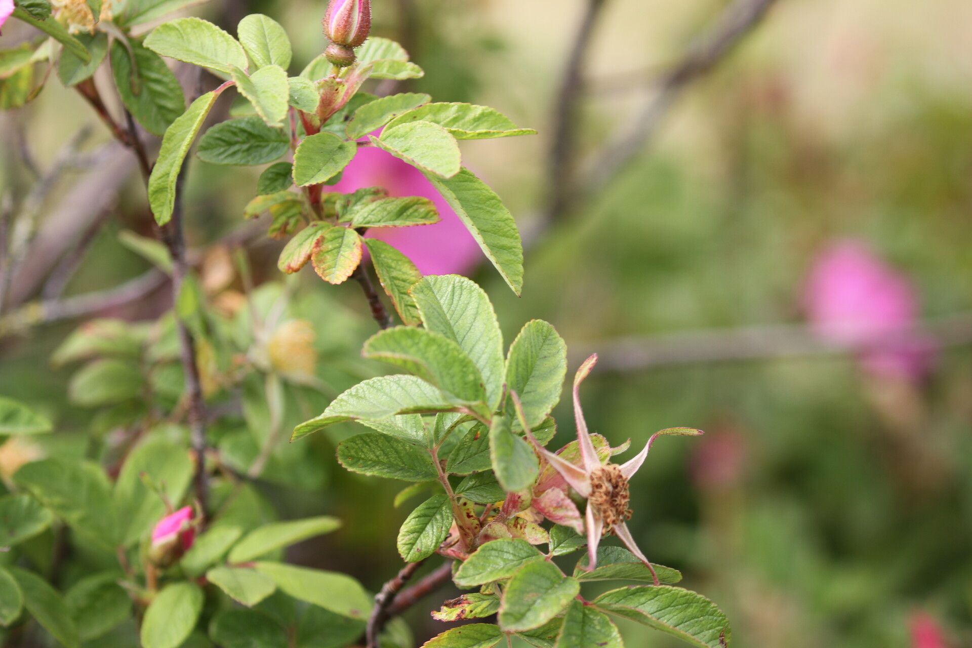 Rosa mollis — search result for 'Rosa'