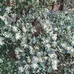 Loropetalum chinense