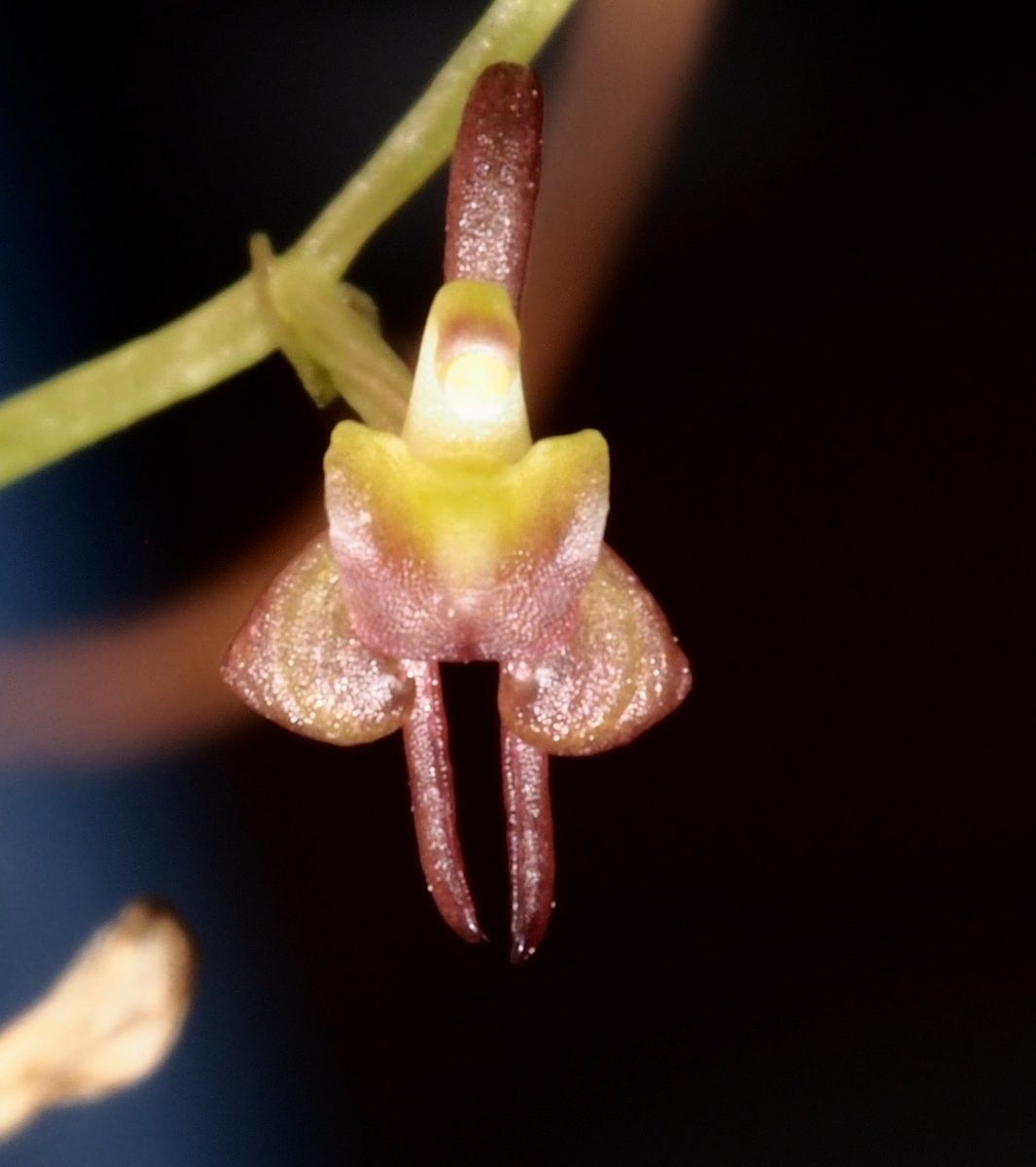 Liparis leratii — houseplant care guide