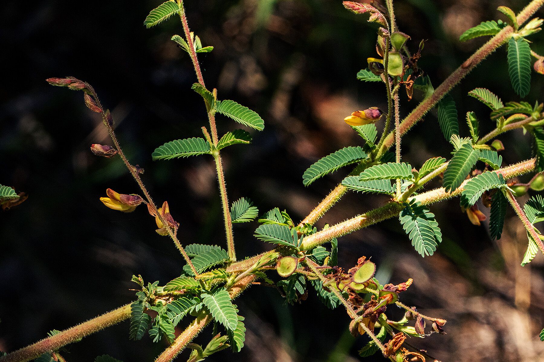 Aeschynomene mimosifolia habit