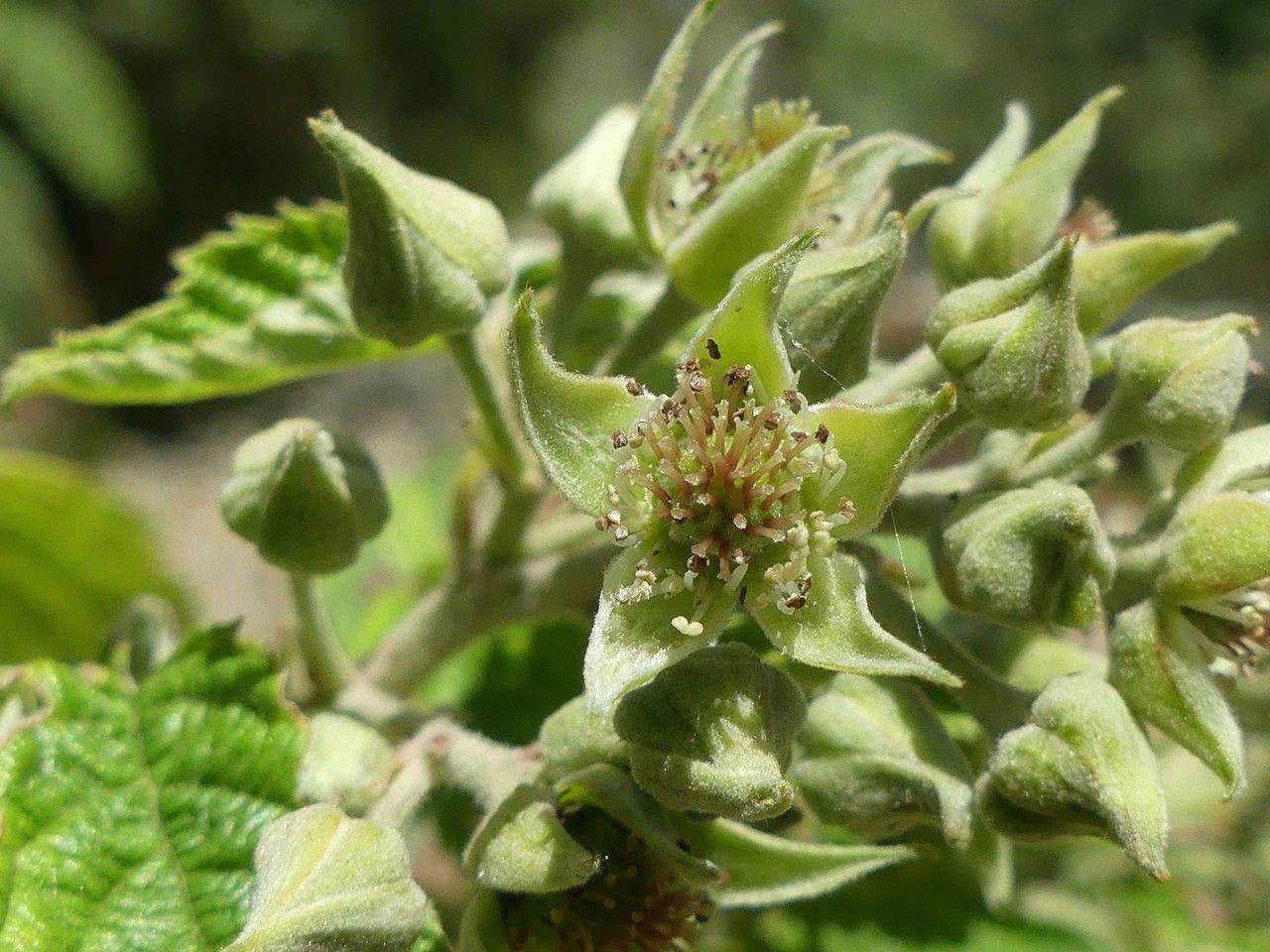 Rubus apetalus flower
