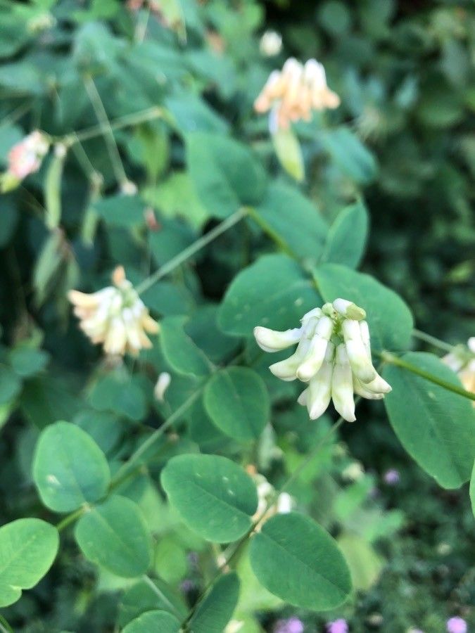 Vicia pisiformis flower