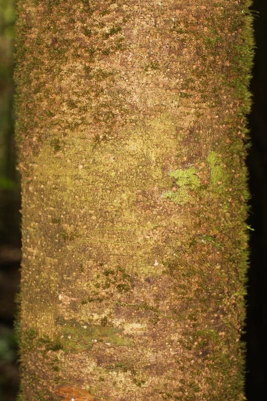 Pouteria flavilatex bark