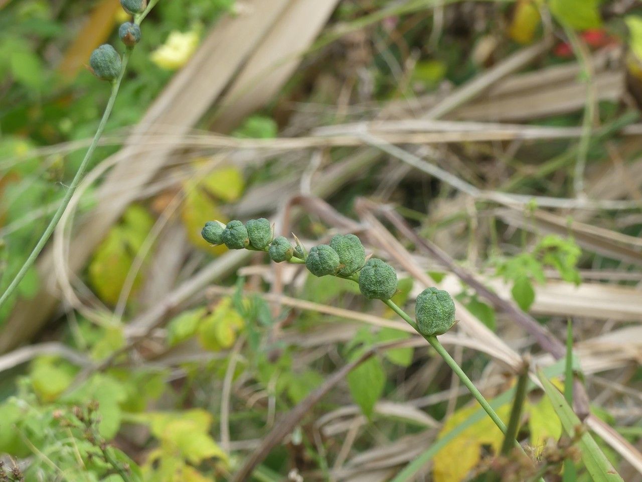 Anomatheca laxa fruit