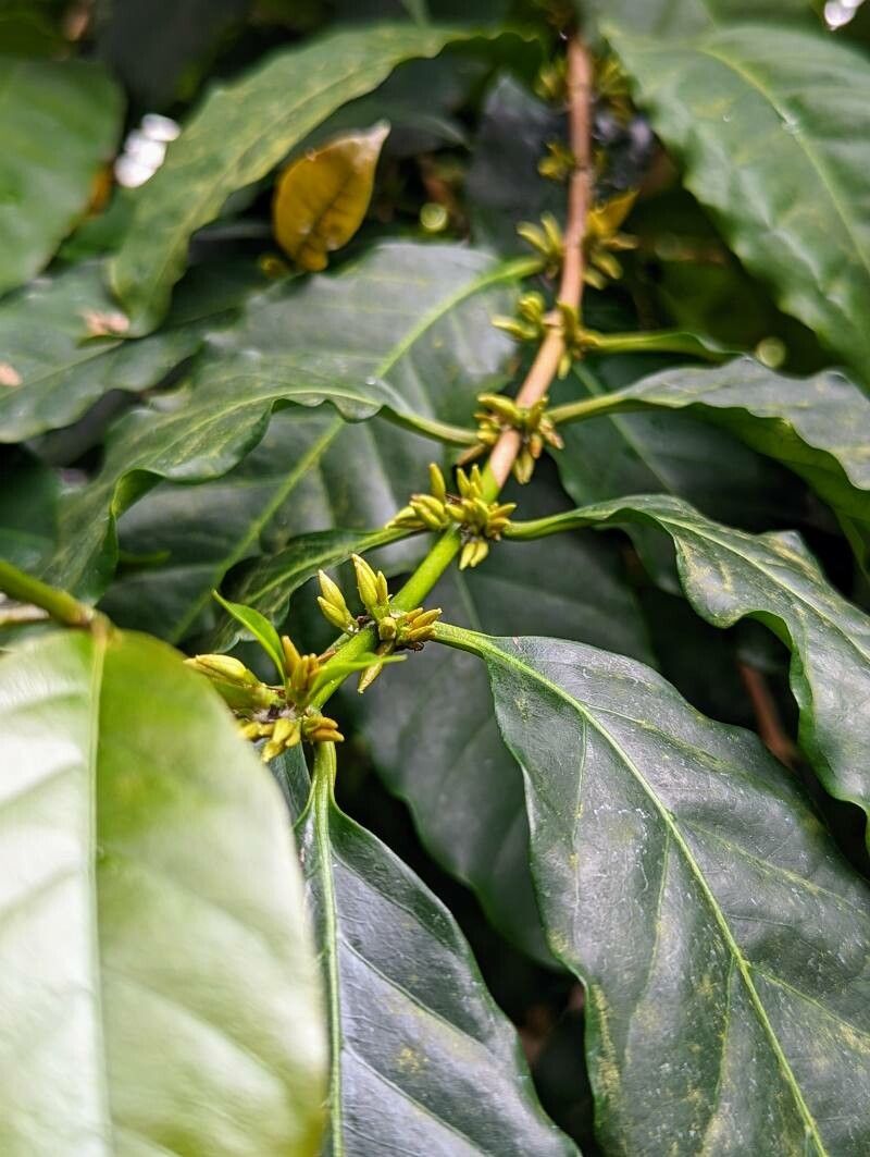 Coffea stenophylla bark
