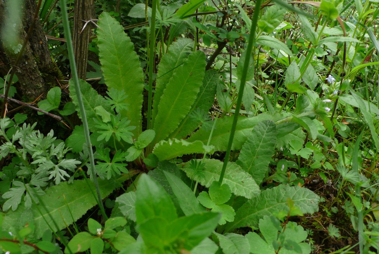 Primula deflexa — search result for 'Primula'