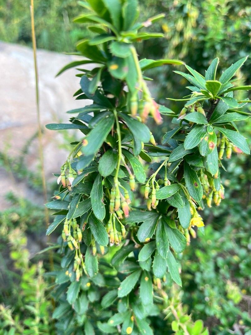 Berberis jaeschkeana — houseplant care guide