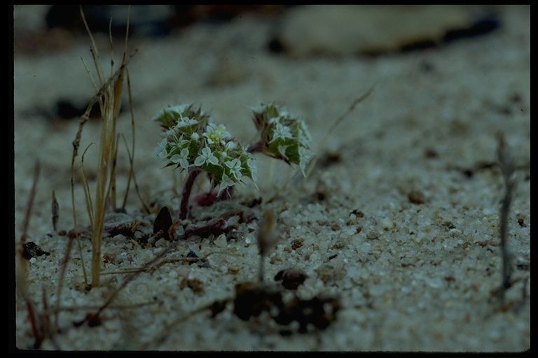 Chorizanthe diffusa habit