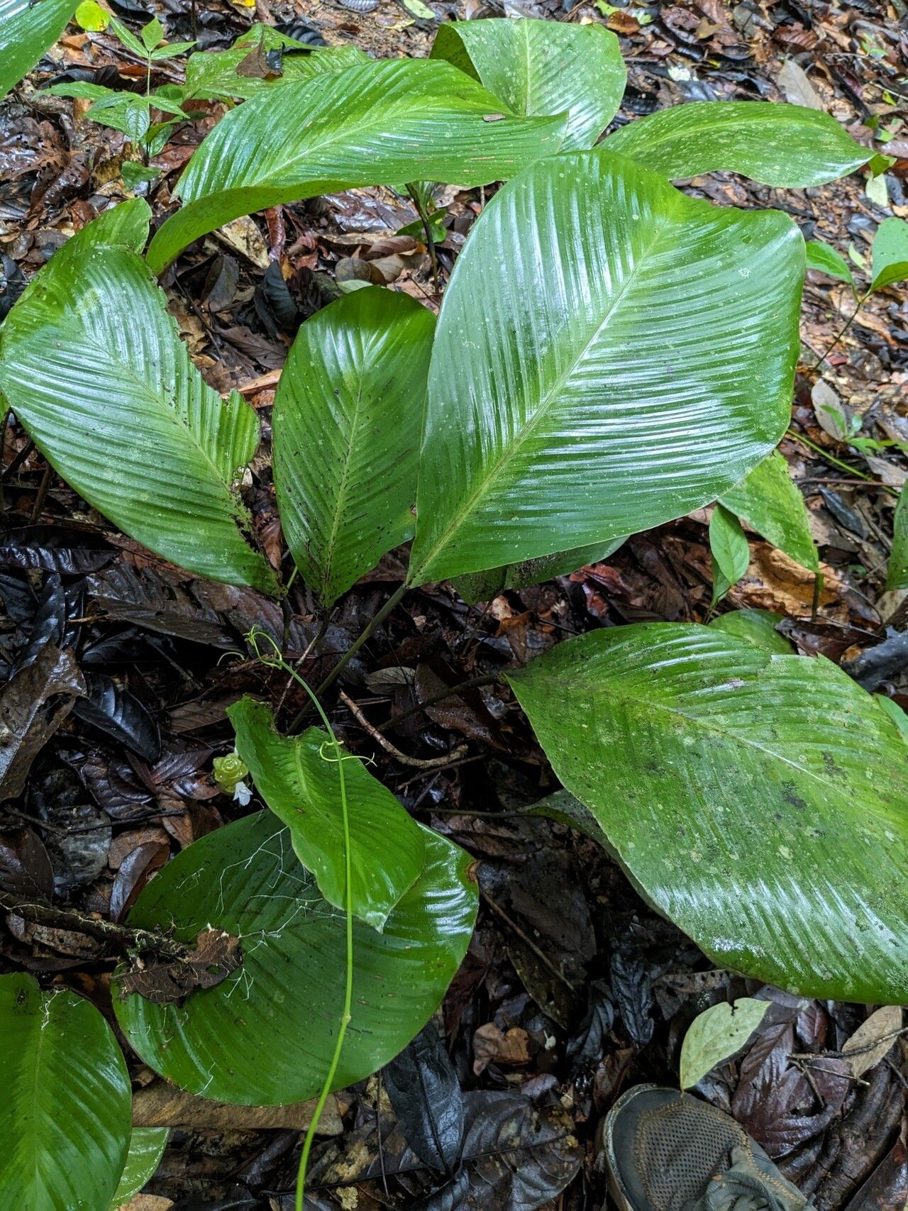 Goeppertia erecta leaf
