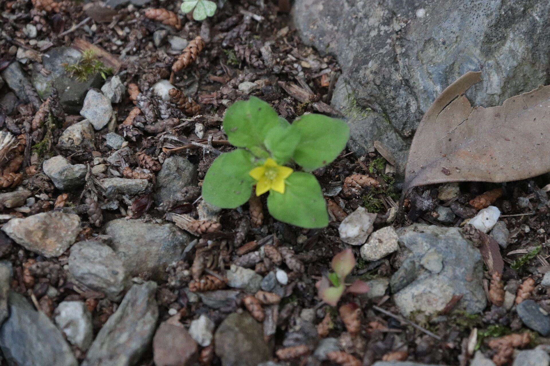 Lysimachia japonica — search result for 'Primulaceae'