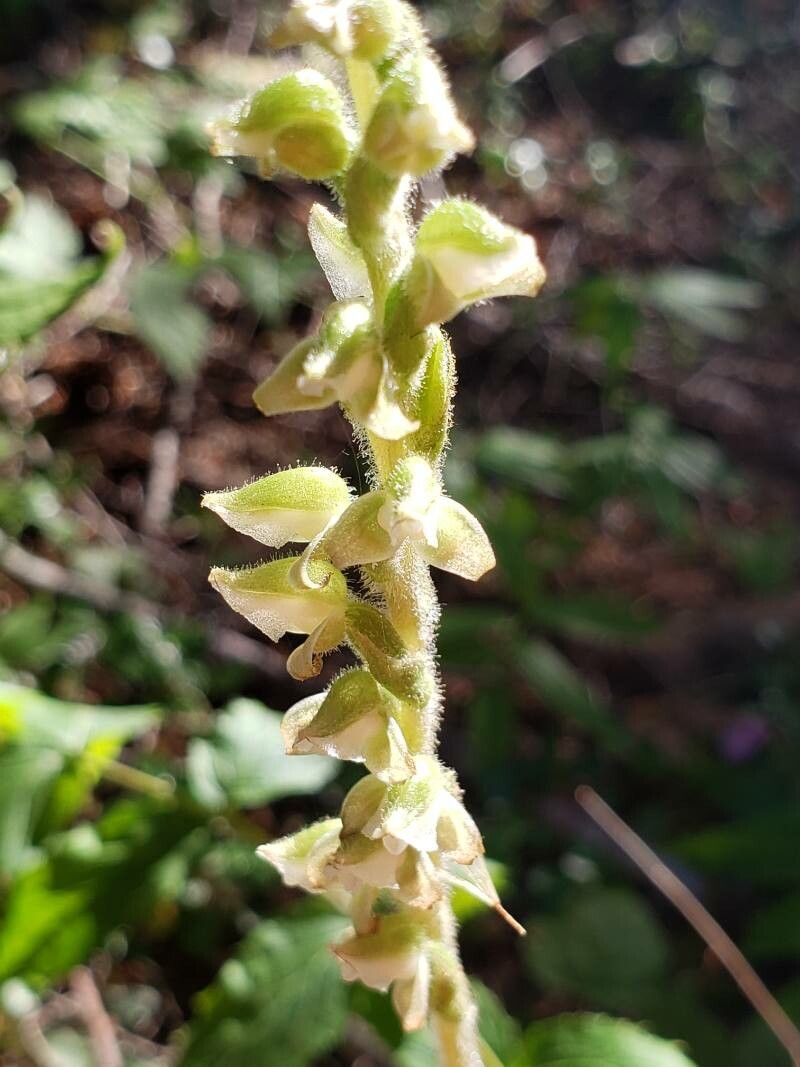 Goodyera oblongifolia flower