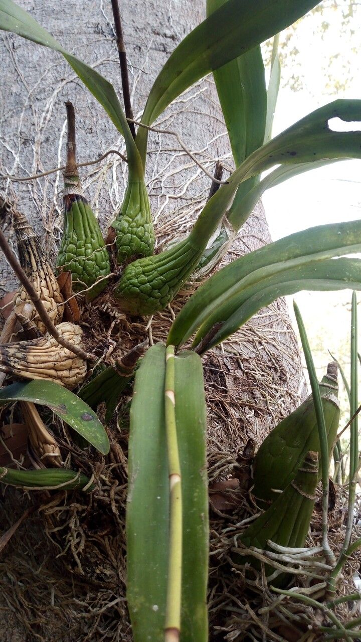 Encyclia cordigera leaf
