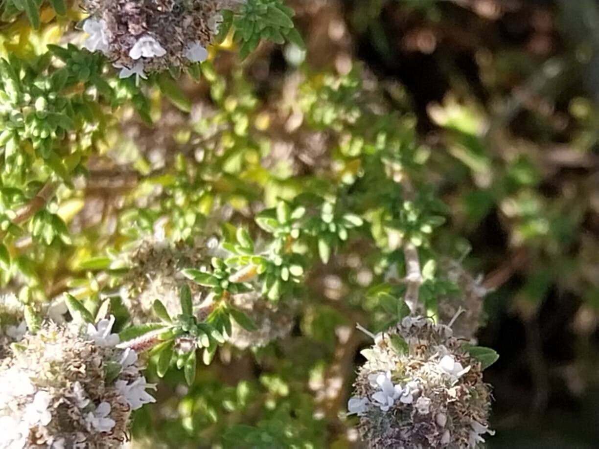 Thymus baeticus — search result for 'Thymus'