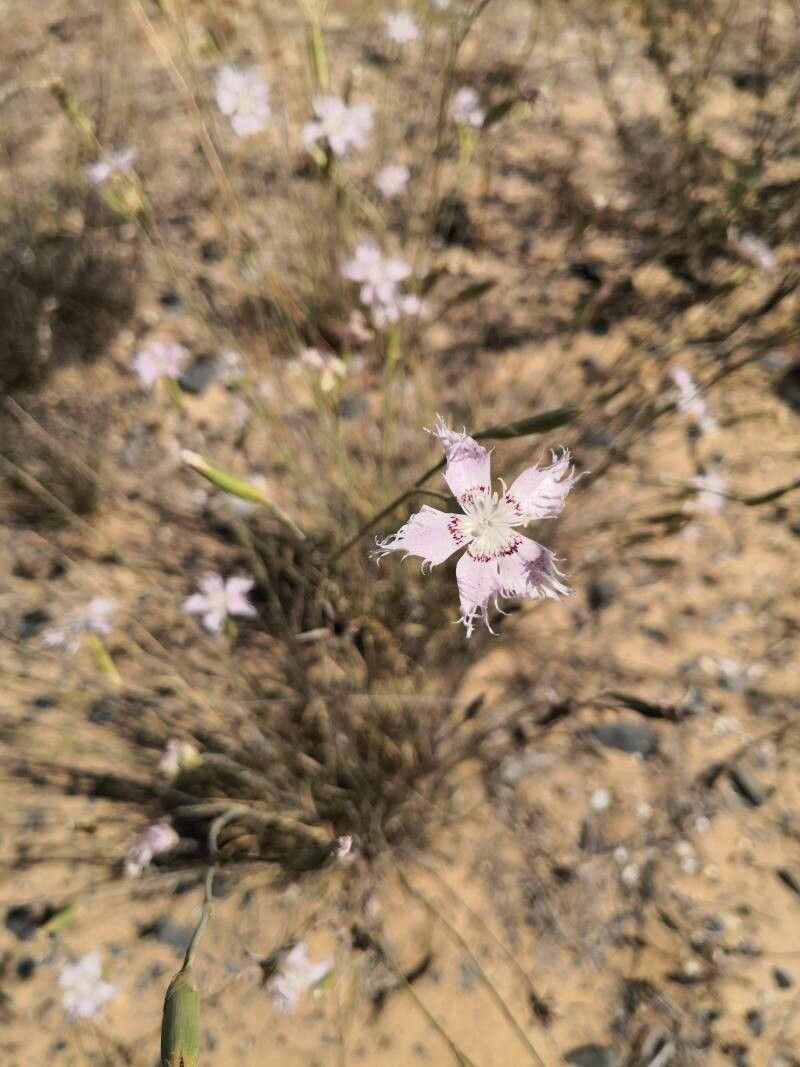 Dianthus broteri flower