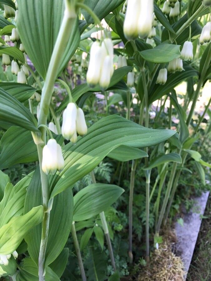 Polygonatum multiflorum leaf