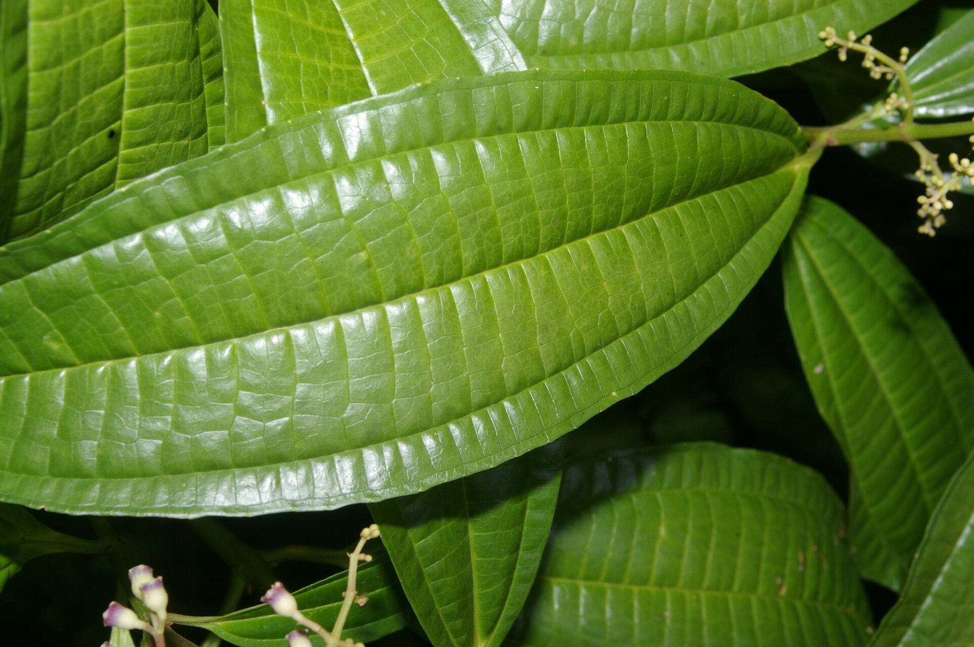 Miconia smaragdina — houseplant care guide