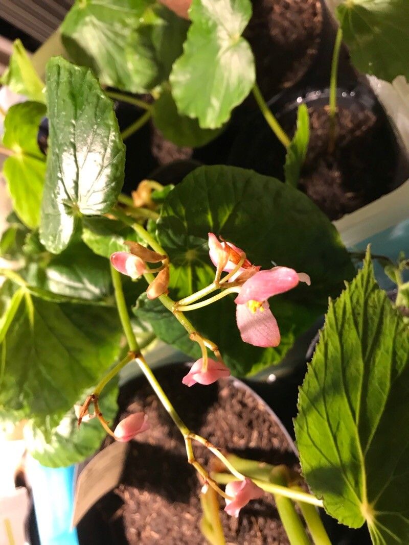 Begonia chitoensis flower