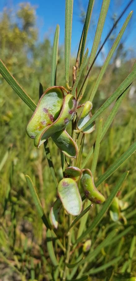 Acacia suaveolens fruit