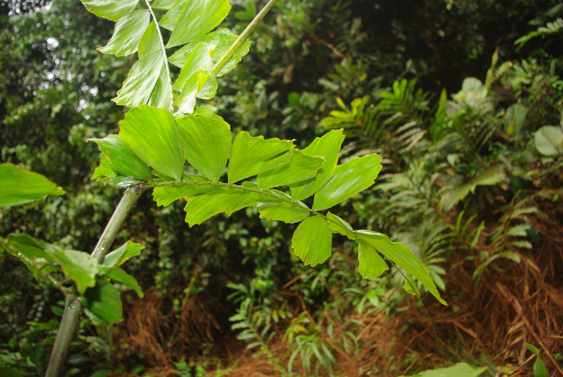 Eremospatha cabrae leaf