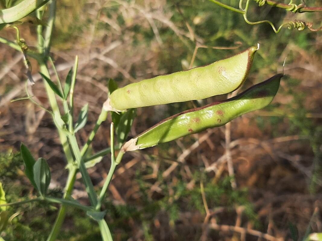 Lathyrus tingitanus fruit