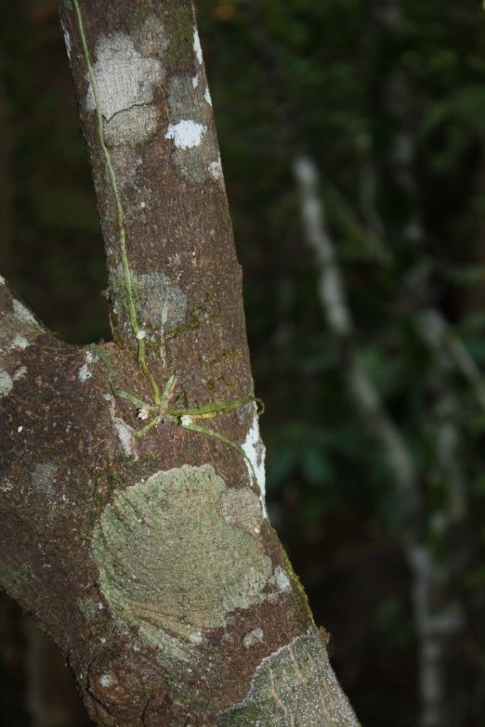 Taeniophyllum fasciola bark