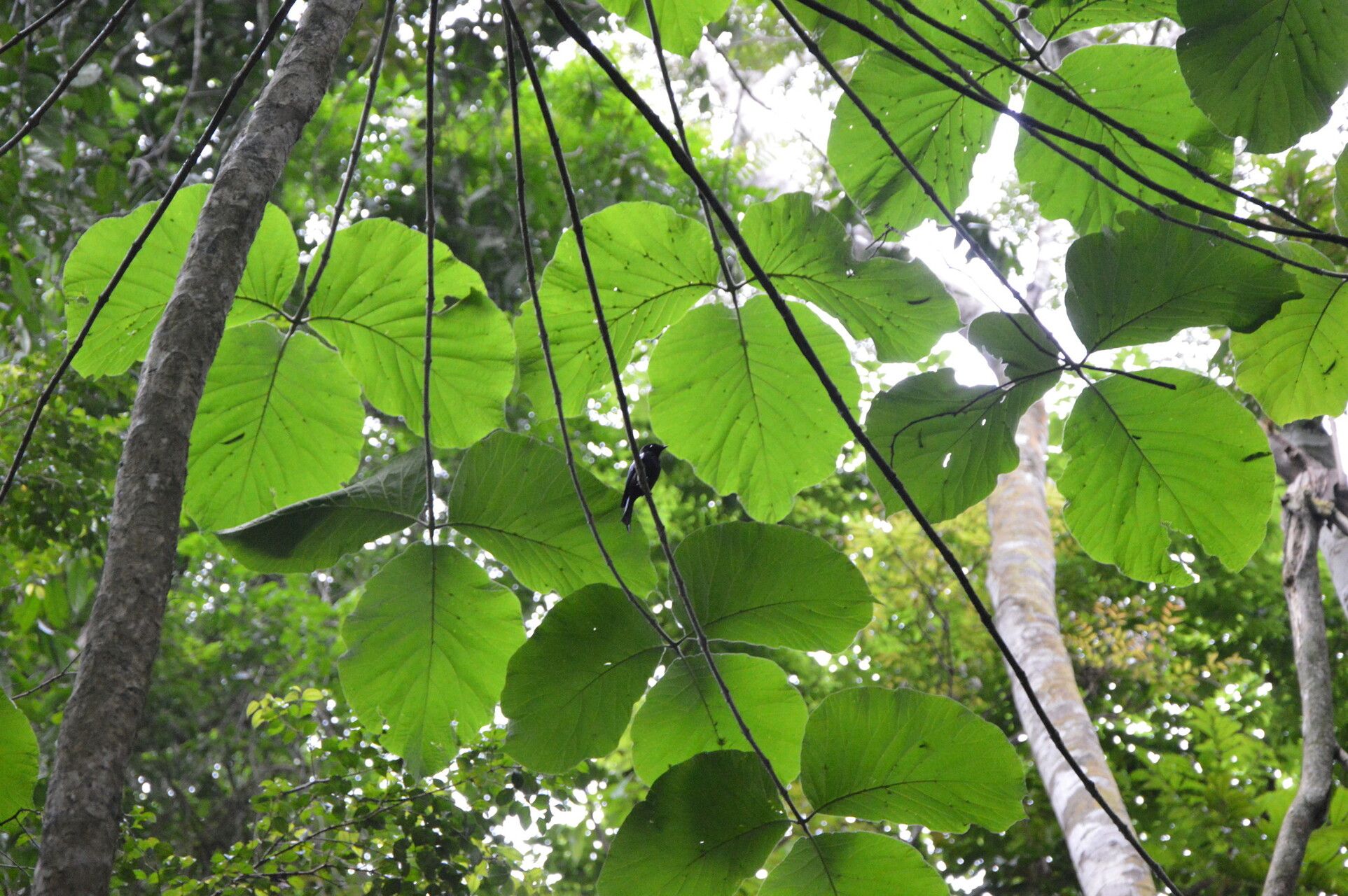 Schumanniophyton hirsutum leaf