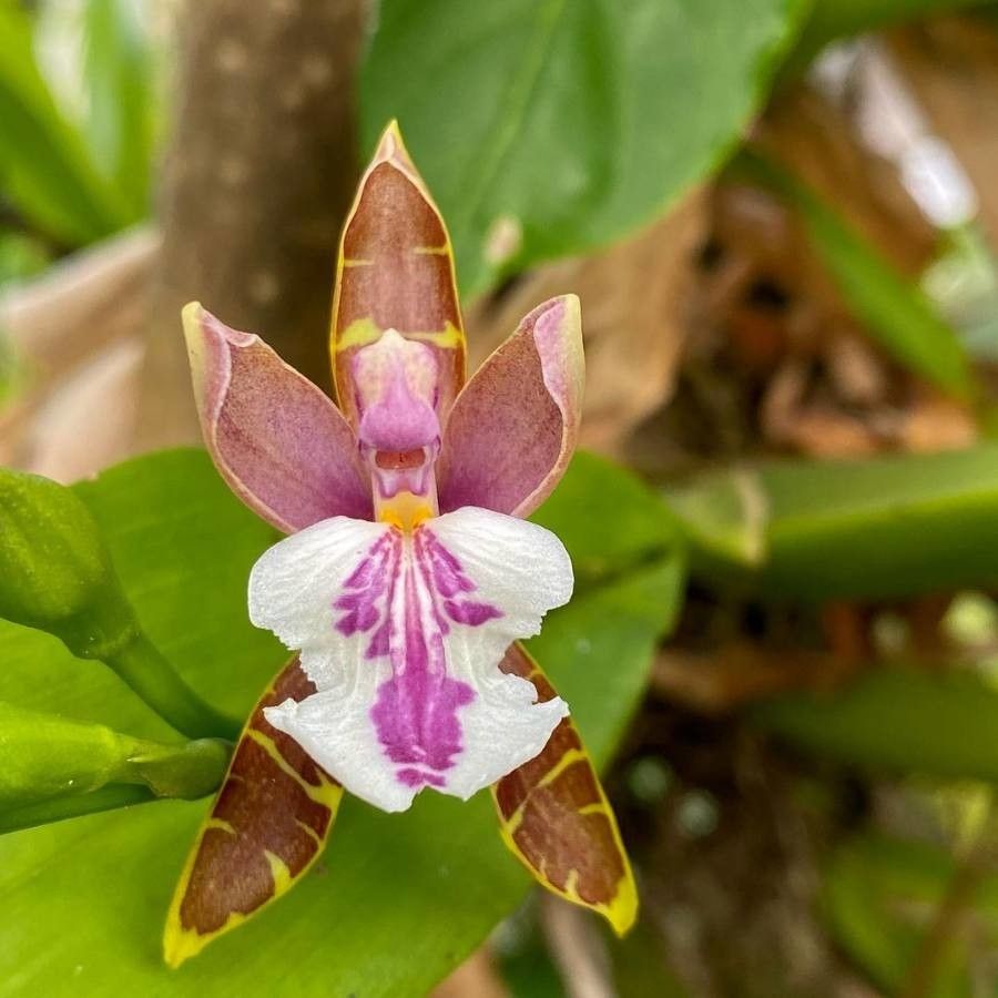 Aspasia epidendroides flower
