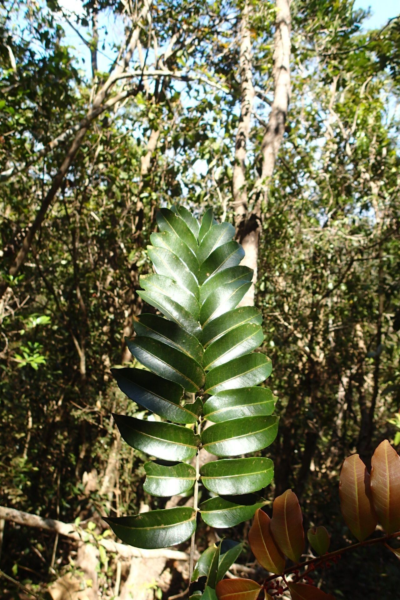 Podonephelium plicatum leaf