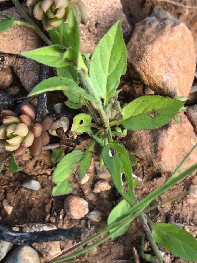 Convolvulus siculus — search result for 'Convolvulus'
