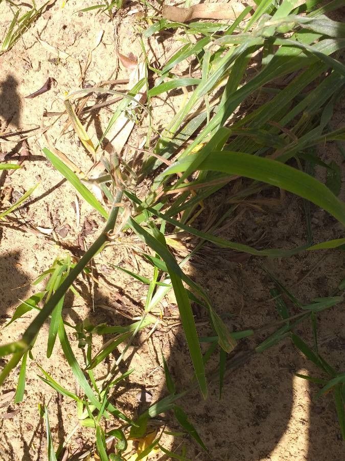 Digitaria milanjiana bark