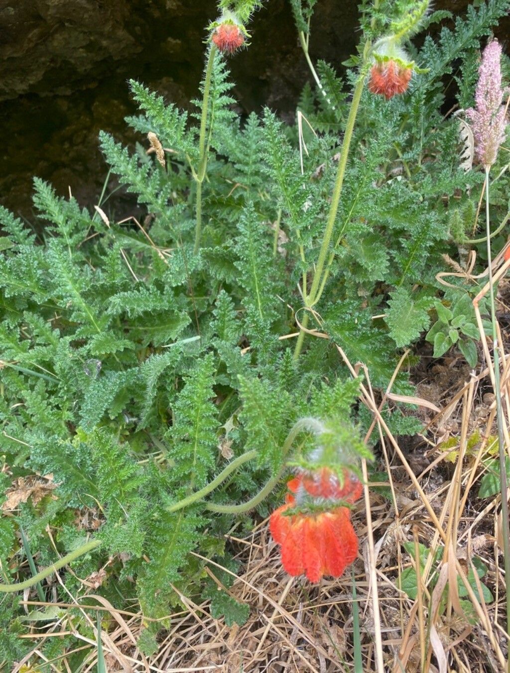 Caiophora pentlandii — houseplant care guide