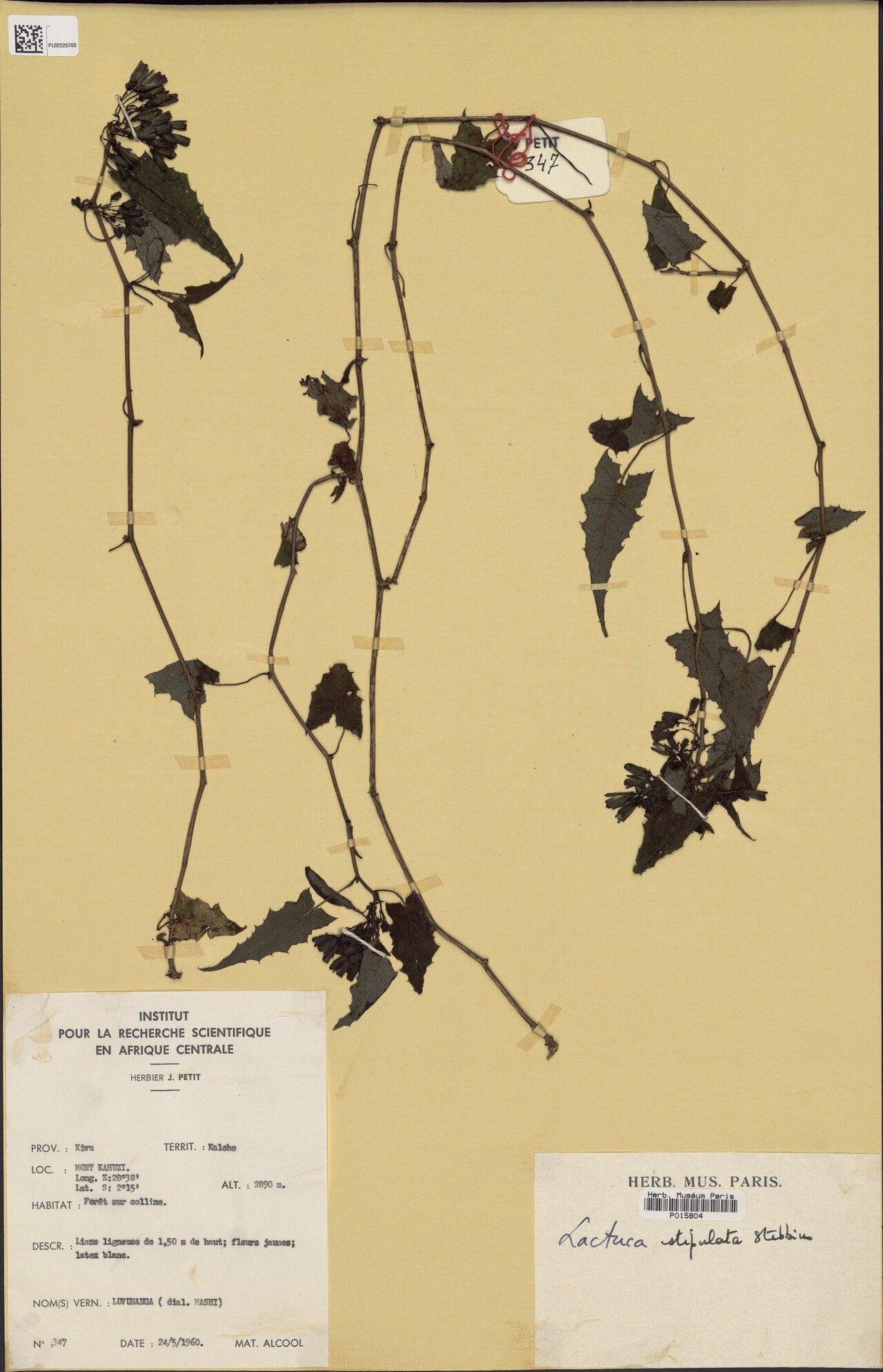 Lactuca stipulata — houseplant care guide