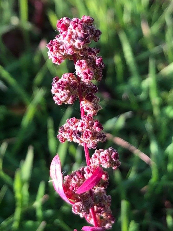 Chenopodium ambrosioides flower