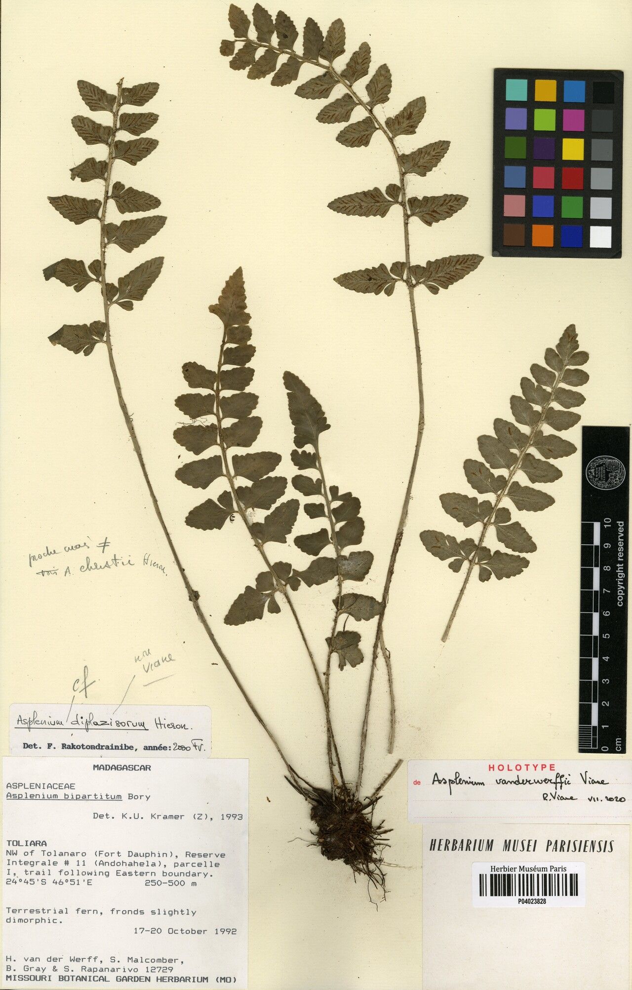 Asplenium vanderwerffii — houseplant care guide