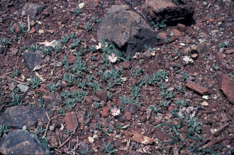 Silene hookeri habit