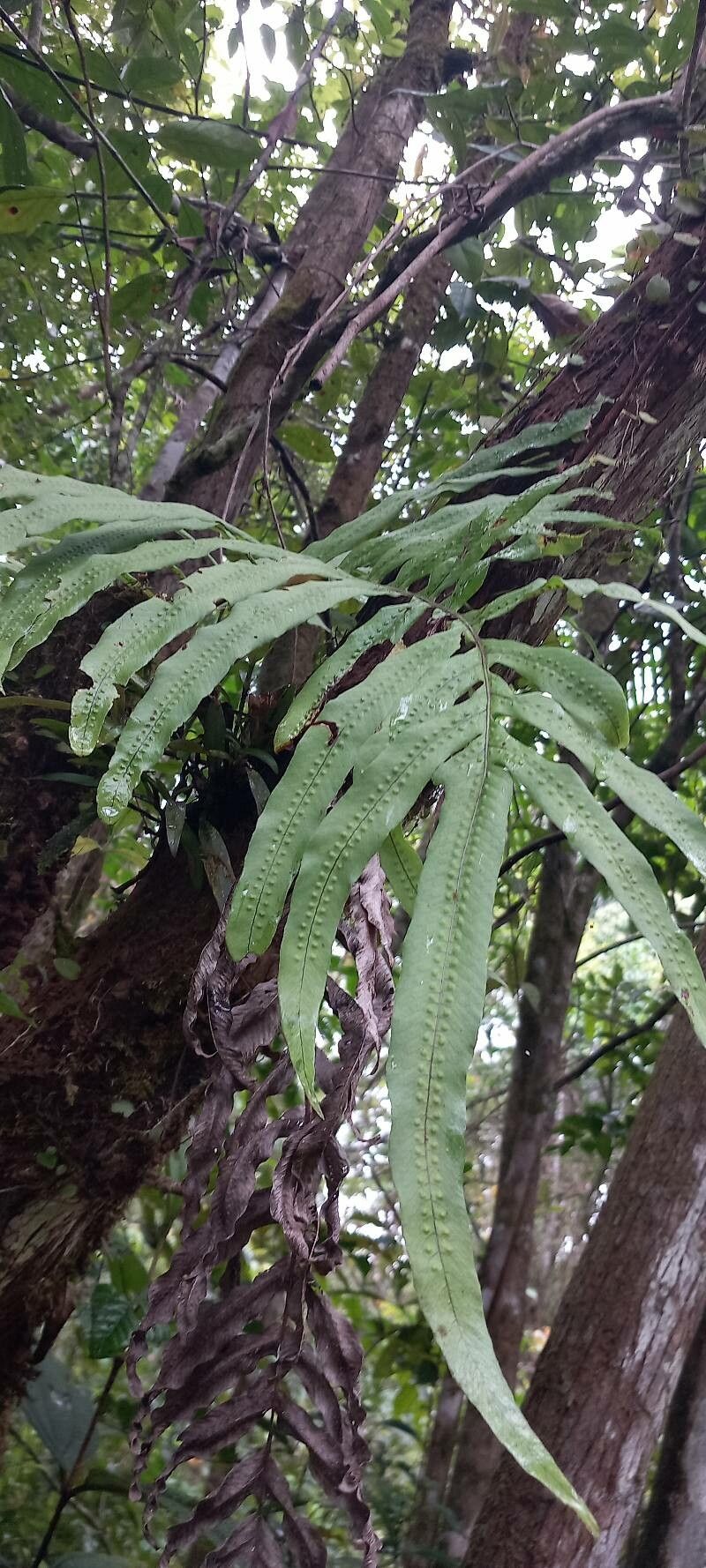 Serpocaulon attenuatum — related species from the same genus