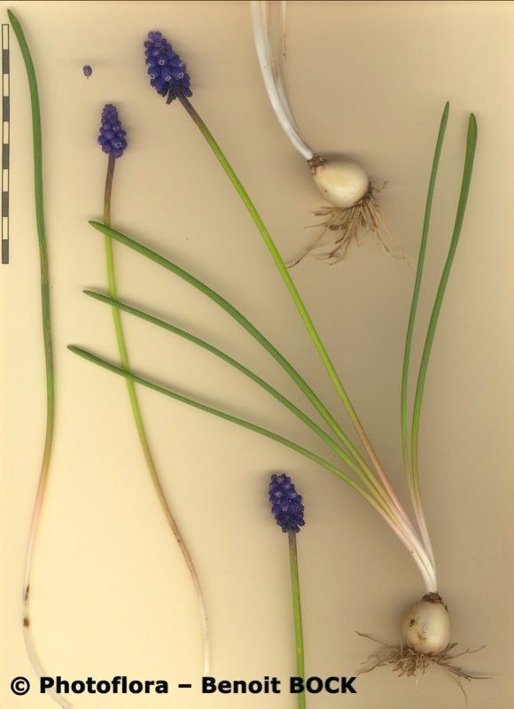 Muscari motelayi other