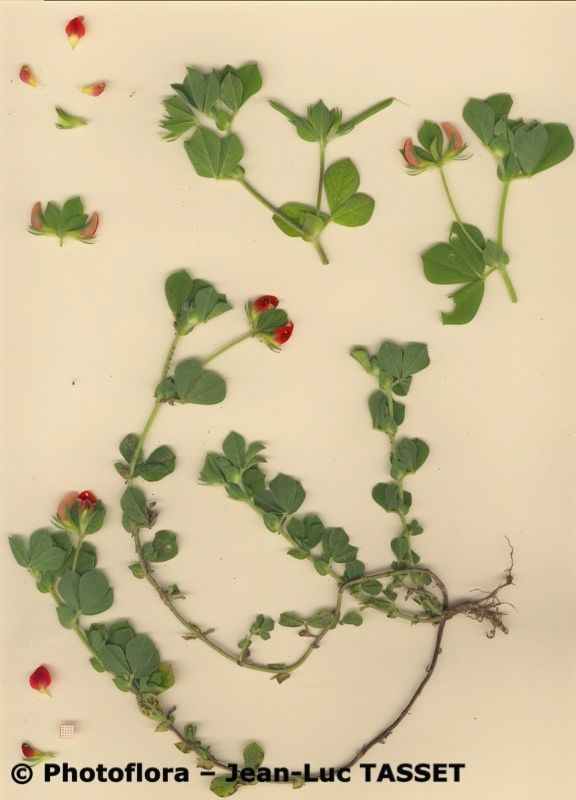 Lotus conjugatus habit