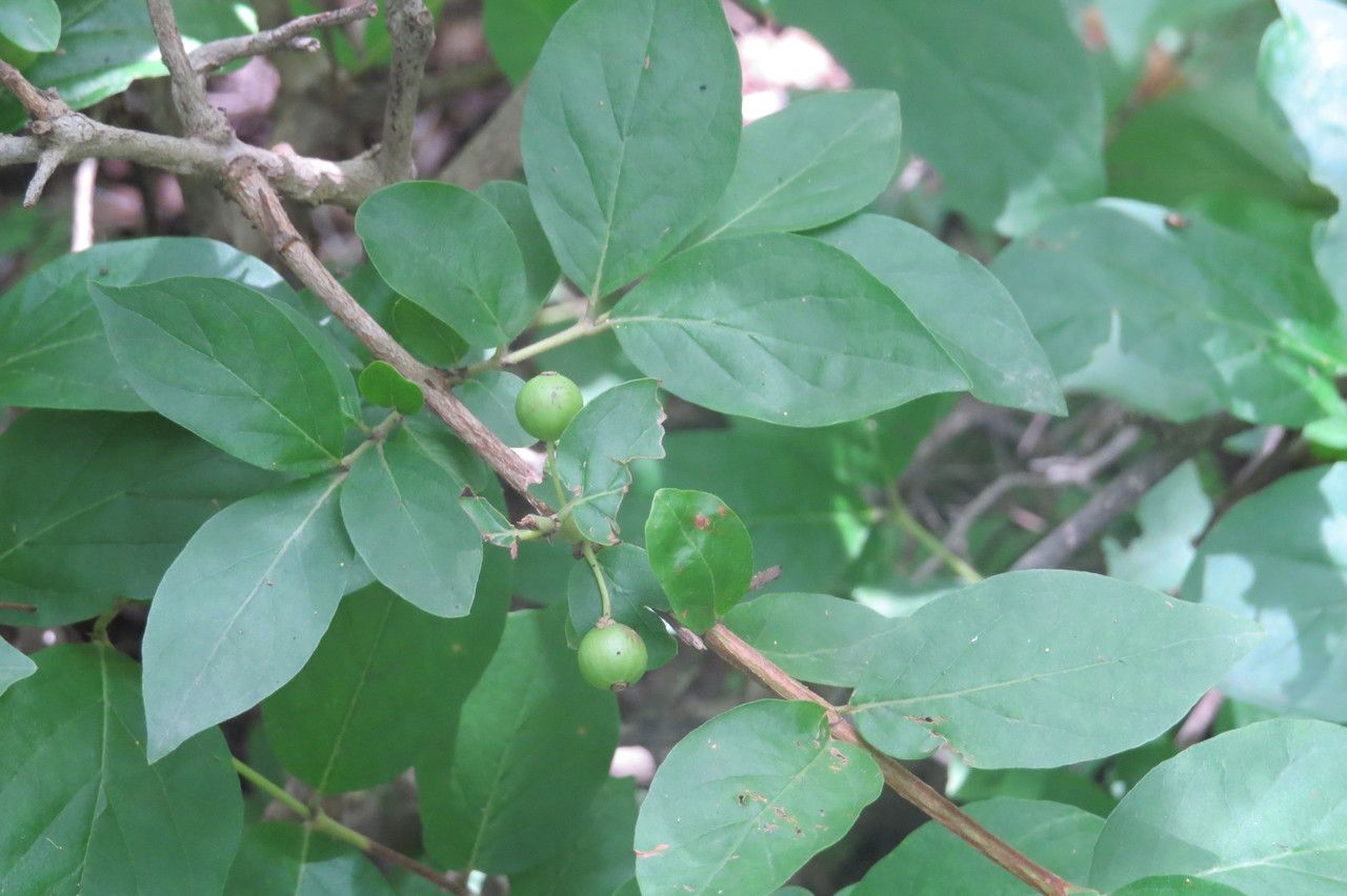 Feretia apodanthera fruit