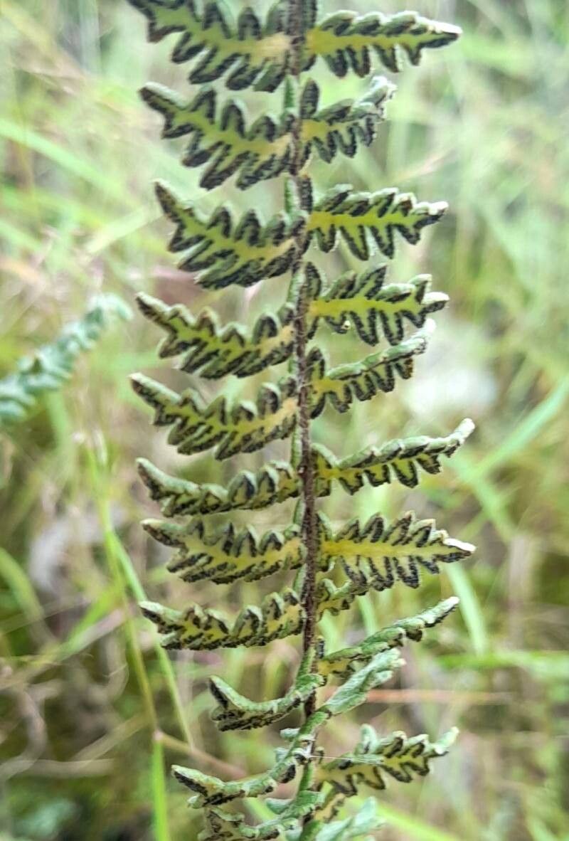 Hemionitis bonariensis fruit