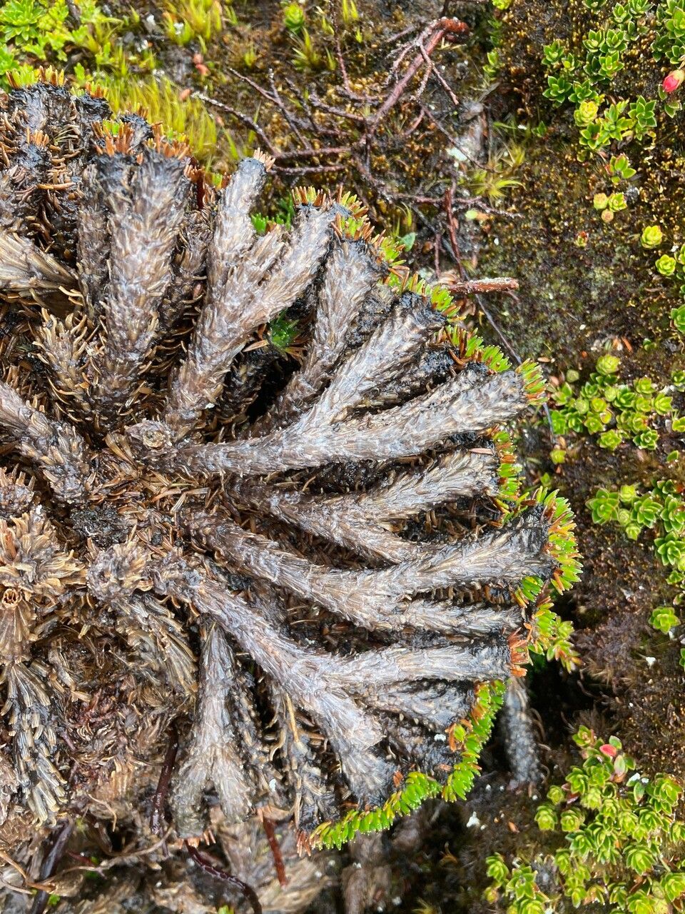 Xenophyllum humile bark