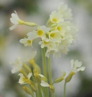 Primula ruprechtii — houseplant care guide