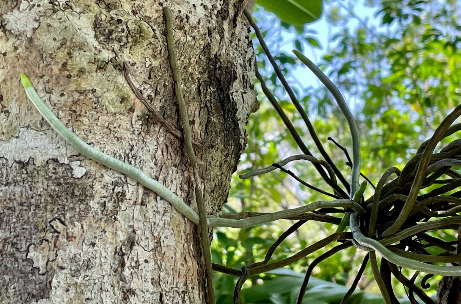 Dendrophylax fawcettii other