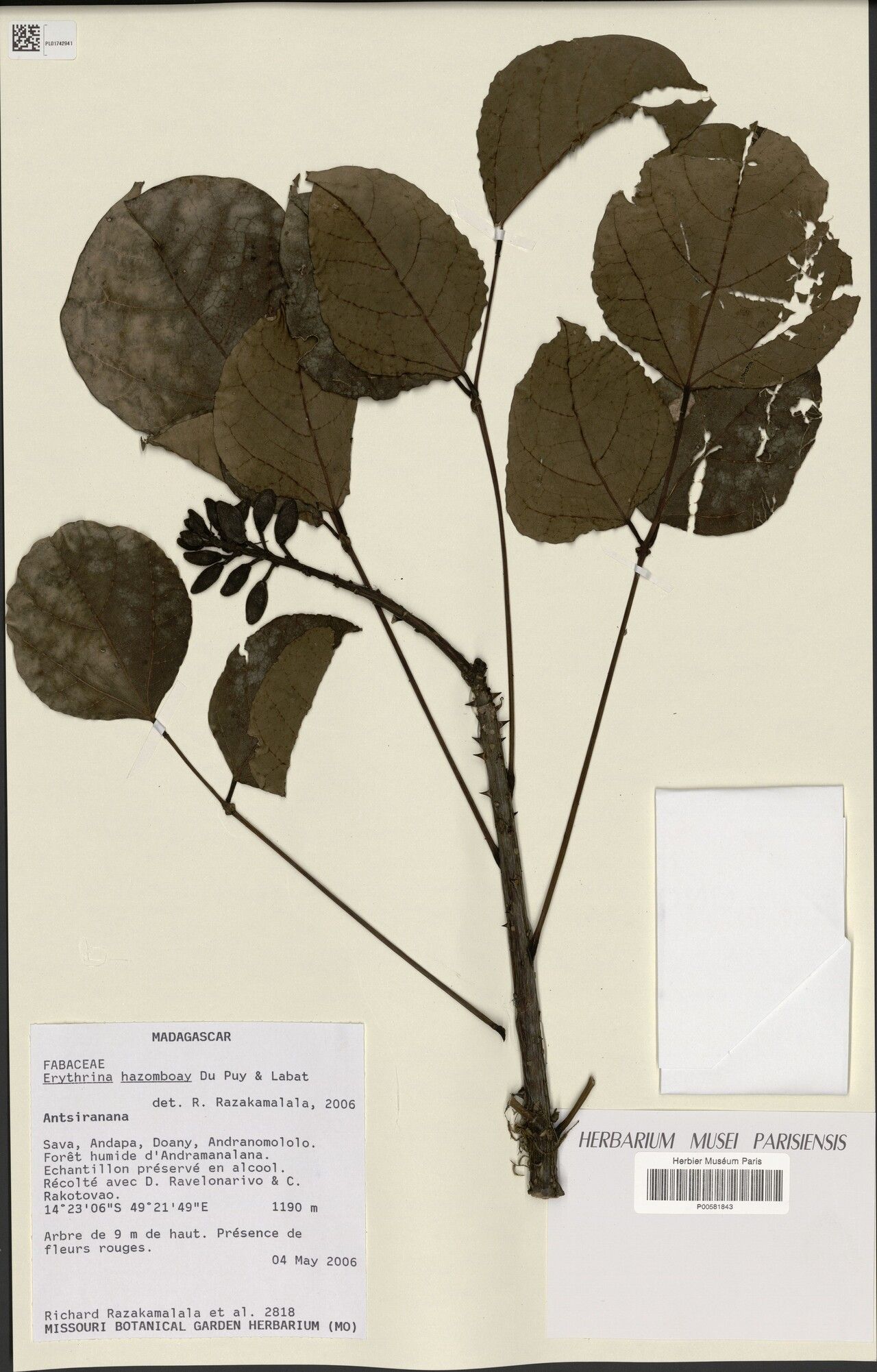 Erythrina hazomboay — houseplant care guide