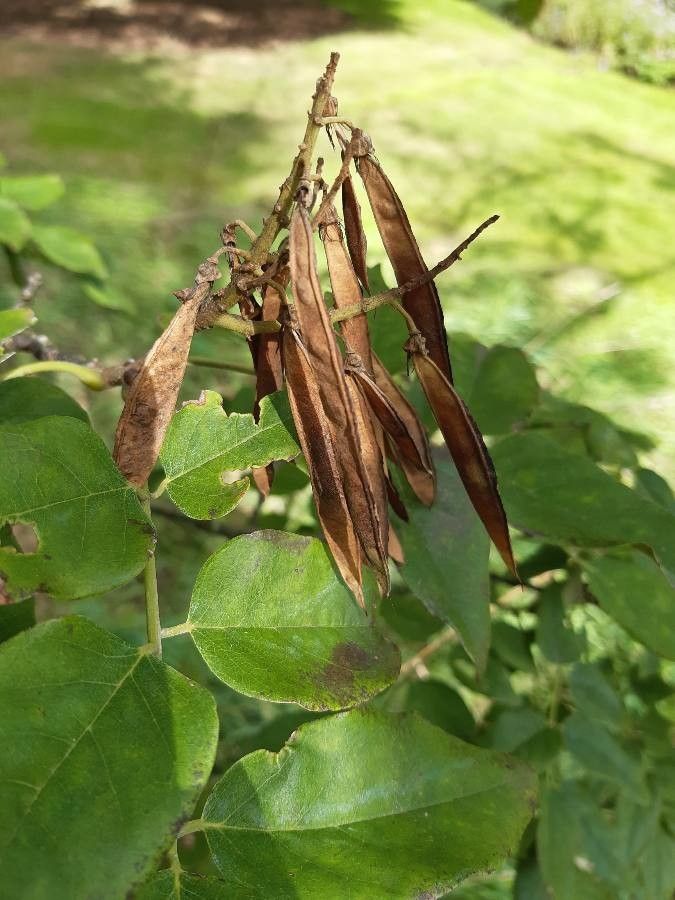 Maackia amurensis fruit