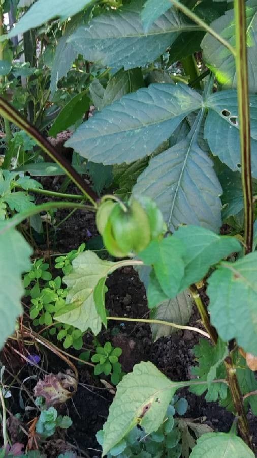 Physalis ixocarpa fruit