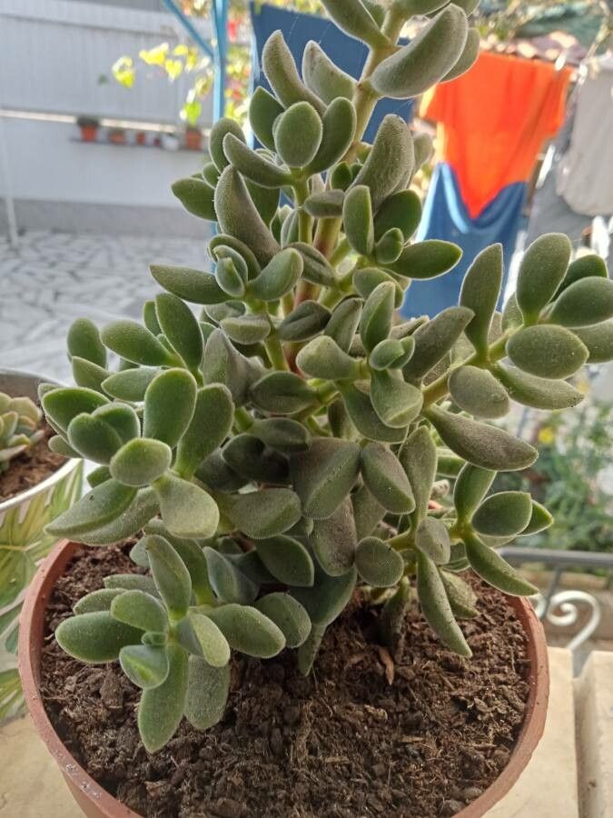 Crassula lanuginosa fruit