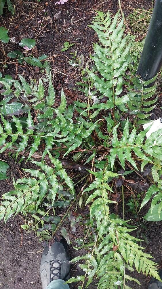 Polystichum lepidocaulon — search result for 'Polystichum'