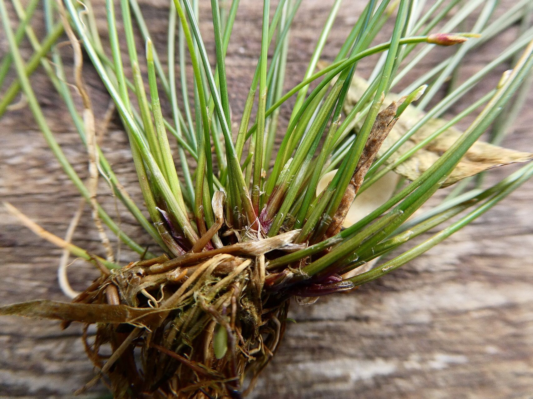 Eleocharis nana — search result for 'Eleocharis'