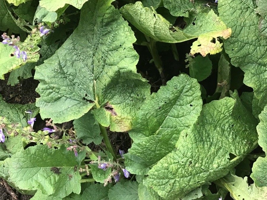 Salvia forsskaolei leaf